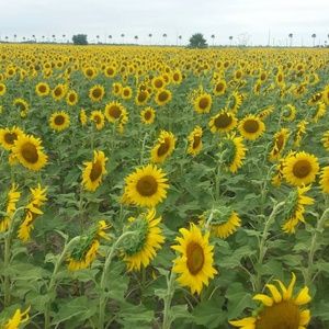 Meet your Posher, Gladys